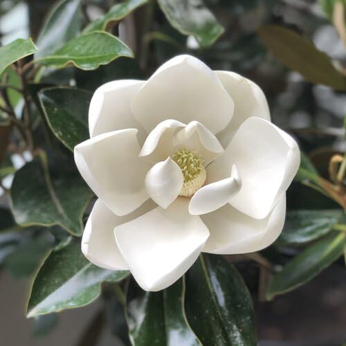Magnolienblütensamen 90 Stück orange Magnolienblütensamen 90 Stück orange von junkondra