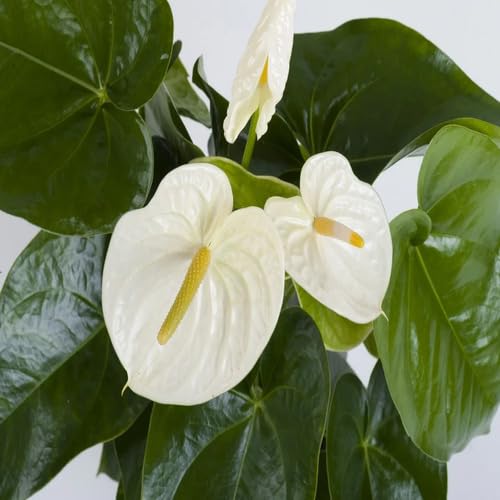 Neu 100 stücke Anthurium Blumensamen Weiß von junkondra