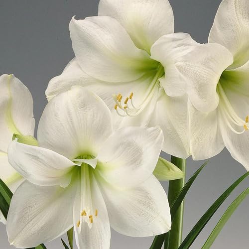 Neu Frische 100 stücke Amaryllis blumensamen Weiß von junkondra