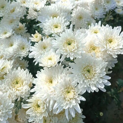 Neu Riesen 100 stücke chrysanthemen blumensamen Weiß von junkondra