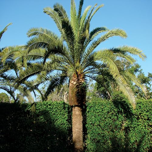 Palmensamen Grün 10 Stück Zum Anbauen Palmensamen Grün 10 Stück Zum Anbauen von junkondra