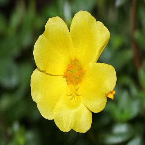 Portulak-Blumensamen, 100 Stück, Gelb Portulak-Blumensamen, 100 Stück, Gelb von junkondra