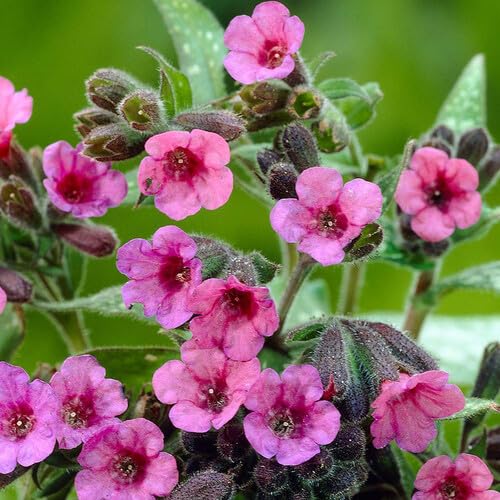 Pulmonaria Blumensamen Lila 100 Stück von junkondra