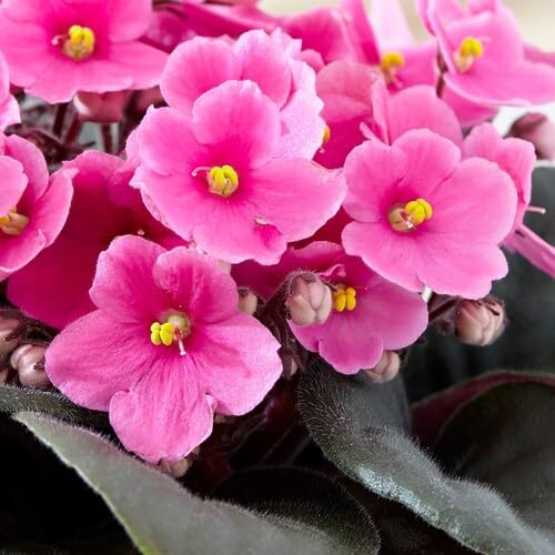 Saintpaulia Blumensamen rosa 100 Stück von junkondra