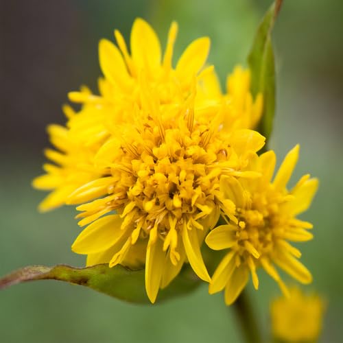 Solidago-Blumensamen, 90 Stück, Gelb von junkondra