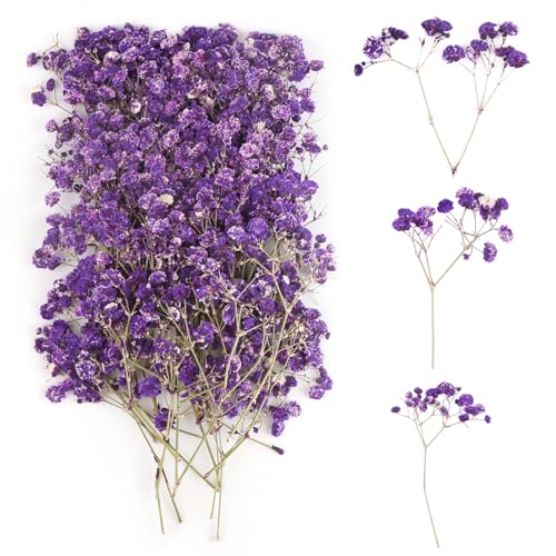 100 Stück Schleierkraut Getrocknet, Trockenblumen Schleierkraut, Trockenblumen zum Basteln, Getrocknete Blumen Klein für DIY Fotorahmen, Lesezeichen, Grußkarten (Purple) 100 Stück Schleierkraut Getrocknet, Trockenblumen Schleierkraut, Trockenblumen zum Basteln, Getrocknete Blumen Klein für DIY Fotorahmen, Lesezeichen, Grußkarten (Purple) von jwogngls