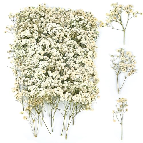 100 Stück Trockenblumen, Echte Natur Weiß Getrocknete Blumen, Klein Gepresste Blumen, Schleierkraut Getrocknet für DIY Kerze Botanische Exemplare Fotorahmen Nagelkunst von jwogngls