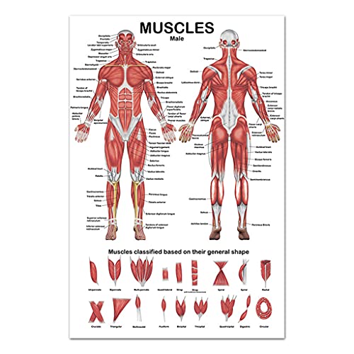 kdjsic Professionelles anatomisches Diagramm des menschlichen Muskelsystems Poster zur Anatomie des menschlichen Muskels für den Bildungsvortrag 19,69'' x 27,56'' von kdjsic