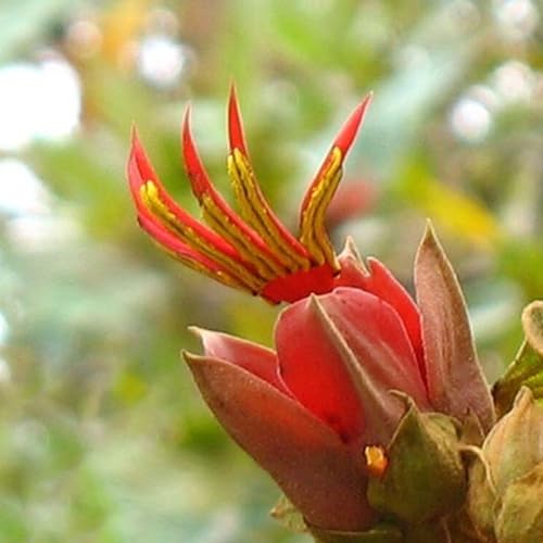 kiskick 10 Stück/Beutel Topfsamen, dekorative, handförmige, seltene Chiranthodendron Pentadactylon-Blumensamen für Geschenke, Samen zum Anpflanzen von Gemüse und Obst Samen von kiskick