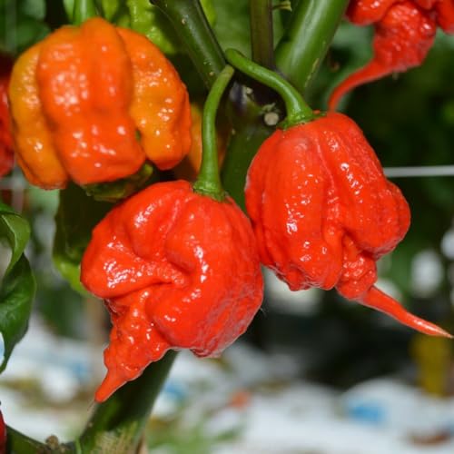 kiskick 100/200 Stück Carolina Reaper Hot Pepper Chili Samen Bonsai Gemüse Pflanze Dekor Samen für den Hydrokulturgarten im Innenbereich Paprika Samen 200pcs von kiskick