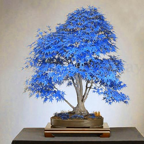 kiskick 100 Stück/Beutel Ahornbaumsamen, attraktive, schöne, charmante Bonsai-blaue Ahornbaumsamen für den Haushalt, einfach zu züchten Ahornbaum-Samen von kiskick