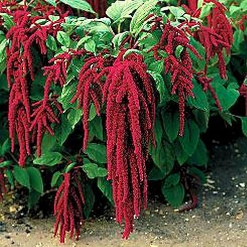 kiskick 100 Stück/Beutel Getreide-Amaranth-Samen, Feuchtigkeitsbedarf, schnell wachsende Nutzpflanzen, Hof-Amaranth-Samen für Garten, Gartenarbeit, Geschenke für Männer und Frauen Samen von kiskick