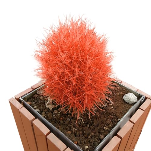 kiskick 100 Stück Burning Bush Kochia Scoparia Grassamen Hausgarten Pflanzen Bonsai Dekor Samen zum Pflanzen von Gemüse und Obst Orange von kiskick