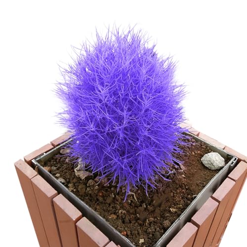 kiskick 100 Stück Burning Bush Kochia Scoparia Grassamen Hausgarten Pflanzen Bonsai Dekor Samen zum Pflanzen von Gemüse und Obst Violett von kiskick