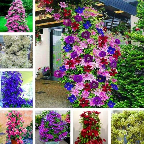 kiskick 100 Stück Clematis-Kletterreben-Samen, Blumenpflanze, Heimbüro, Ornament, Dekoration, ertragreiche Samen für den Anbau Gemischte Farbe von kiskick