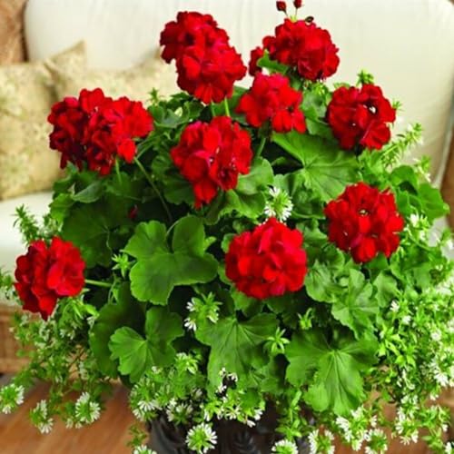 kiskick 100 Stück Pelargonium-Samen, Geranien-Blumengarten, Balkon, Bonsai-Topfpflanze, Dekor-Samen zum Anpflanzen von Gemüse und Obst Rot Geraniensamen von kiskick