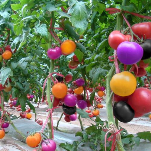 kiskick 300 Stück bunte Tomatensamen, köstliches Obst, Gemüse, Hausgarten, Hofdekoration, Garten | Gartengeschenk für Männer und Frauen Tomatensamen 300 Stk von kiskick