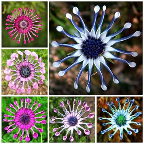 kiskick 50 Stück/Set Osteospermum-Samen, selten, warm, lieber kalt, intolerant, lebendige Osteospermum-Sämlinge für den Garten, Kräutersamen zum Pflanzen, wachsen Sie Ihr eigenes Samen von kiskick