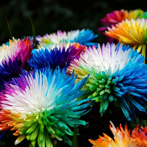kiskick Chrysanthemen-Blumensamen, 100 Stück, seltene Regenbogen-Chrysanthemen-Blumensamen, Garten-Bonsai-Mehrjährige Pflanze Regenbogen-Chrysantheme-Samen von kiskick