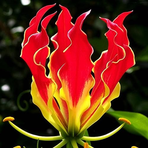 kiskick Flamme Lilie Samen Blume,10Pcs Pflanze Home Garten Büro Dach Bonsai Balkon Dekor Samen der Flammenlilie von kiskick