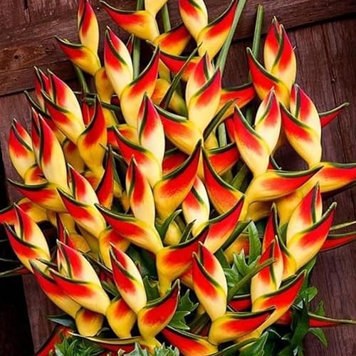 kiskick Heliconia-Samen, 50 Stück Heliconia-Samen, Zierpflanze, Hausgarten, Balkon, Büro, Bonsai-Dekor Heliconia-Samen von kiskick