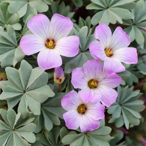 kiskick Kleeblatt-Triangularis-Zwiebeln, 10 Stück Kleeblatt-Triangularis-Zwiebeln, einfach zu pflanzende Blattblumensamen Winterharte silberne Oxalis-Zwiebeln von kiskick