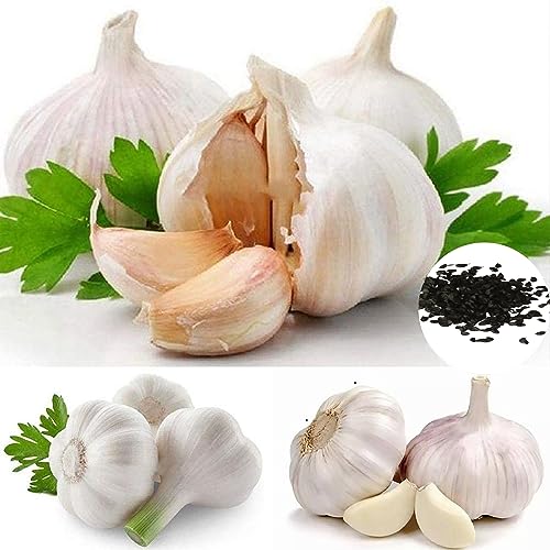 kiskick Knoblauch Samen Frische Starke,50Pcs/Bag Duftende Essbare Gewürzpflanzen Gemüsesaatlinge für Küche Knoblauchsamen von kiskick