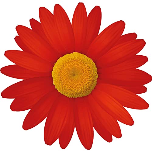 Kleberio Aufkleber Gänseblume rot Autoaufkleber wasserfest Blumen Mülltonne Blumenwiese Dekoration selbstklebend Fensterbild Fliesenaufkleber für Kinder und Erwachsene 10 x 10 cm Kleberio Aufkleber Gänseblume rot Autoaufkleber wasserfest Blumen Mülltonne Blumenwiese Dekoration selbstklebend Fensterbild Fliesenaufkleber für Kinder und Erwachsene 10 x 10 cm von kleberio