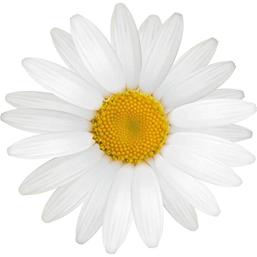 Kleberio Aufkleber Gänseblume weiß Sticker Autoaufkleber wasserfest Blumen Mülltonne Blumenwiese Dekoration selbstklebend Fensterbild Fliesenaufkleber für Kinder und Erwachsene 10 x 10 cm von kleberio