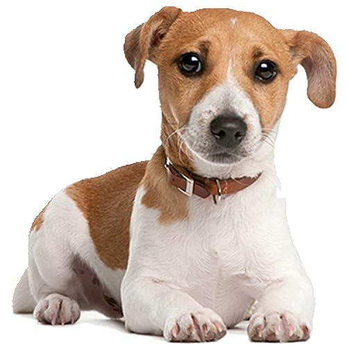 Kleberio Aufkleber Jack Russel wasserfest Familie Aufkleber Terrier Dackel Welpe Tier Sticker Deko Autoaufkleber 10 x 10 cm Kleberio Aufkleber Jack Russel wasserfest Familie Aufkleber Terrier Dackel Welpe Tier Sticker Deko Autoaufkleber 10 x 10 cm von kleberio