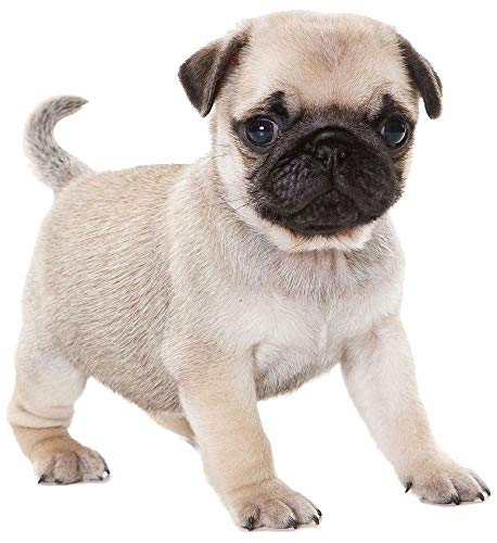 Kleberio Aufkleber Mops Hund Tier Sticker Auto Motorrad Carravan wetterfest 10 x 10 cm Kleberio Aufkleber Mops Hund Tier Sticker Auto Motorrad Carravan wetterfest 10 x 10 cm von kleberio