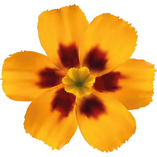 Kleberio Aufkleber Petunie gelb rot Sticker Autoaufkleber wasserfest Blumen Mülltonne Blumenwiese Dekoration selbstklebend Fensterbild Fliesenaufkleber für Kinder und Erwachsene 19 x 20 cm von kleberio
