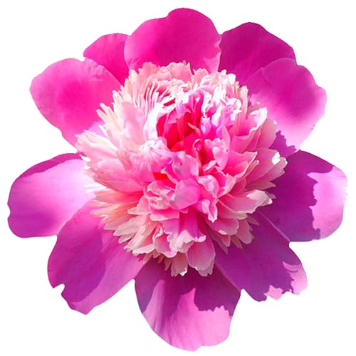 Kleberio Aufkleber Pfingstrose rosa Autoaufkleber wasserfest Blumen Mülltonne Blumenwiese Dekoration selbstklebend Sticker Fensterbild Fliesenaufkleber für Kinder und Erwachsene 10 x 10 cm von kleberio