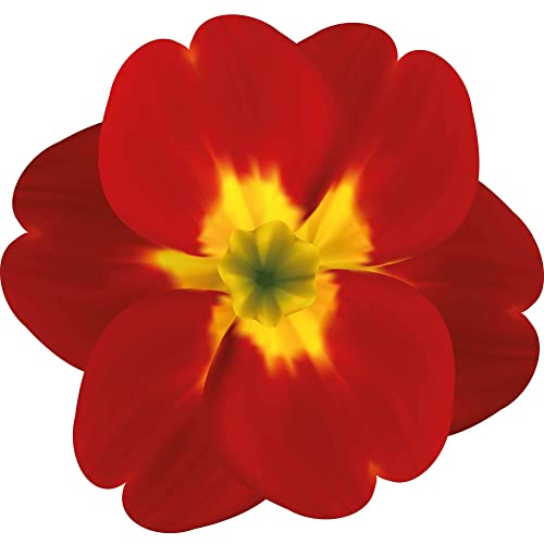 Kleberio Aufkleber Primel rot gelb Sticker Autoaufkleber wasserfest Blumen Mülltonne Blumenwiese Dekoration selbstklebend Fensterbild Fliesenaufkleber für Kinder und Erwachsene 19 x 20 cm Kleberio Aufkleber Primel rot gelb Sticker Autoaufkleber wasserfest Blumen Mülltonne Blumenwiese Dekoration selbstklebend Fensterbild Fliesenaufkleber für Kinder und Erwachsene 19 x 20 cm von kleberio