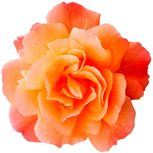 Kleberio selbstklebender Aufkleber Sticker Autoaufkleber wetterfest Blumen Mülltonne Blumenwiese Dekoration Fensterbild Fliesenaufkleber 20 x 20 cm - Orange Rose - von kleberio