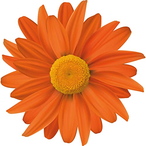 Kleberio Aufkleber Gerbera orange Autoaufkleber wasserfest Blumen Mülltonne Blumenwiese Dekoration selbstklebend Fensterbild Fliesenaufkleber für Kinder und Erwachsene 10 x 10 cm Kleberio Aufkleber Gerbera orange Autoaufkleber wasserfest Blumen Mülltonne Blumenwiese Dekoration selbstklebend Fensterbild Fliesenaufkleber für Kinder und Erwachsene 10 x 10 cm von kleberio