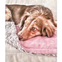 Personalisierte Hundedecke Aus Teddyfell Und Wellnessfleece | Kuschelige Decke Für Sofa, Auto Mehr von klenniesschneiderei