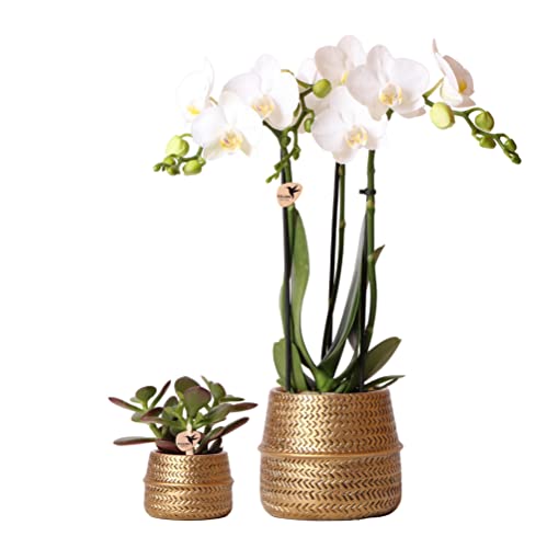 Kolibri Company - Pflanzenset Groove gold | Set mit weißer Phalaenopsis Orchidee Amabilis Ø9cm und grüner Sukkulente Crassula Ovata Ø6cm | inkl. goldenen Keramik-Ziertöpfen von kolibri