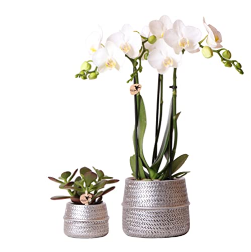 Kolibri Company - Pflanzenset Groove silber | Set mit weißer Phalaenopsis Orchidee Amabilis Ø9cm und grüner Sukkulente Crassula Ovata Ø6cm | inkl. silbernen Keramik-Ziertöpfen von kolibri