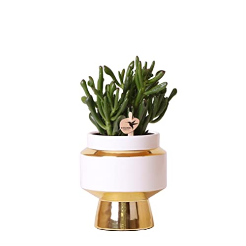 Kolibri Greens - Grünpflanze - Sukkulente Crassula Hobbit im Le Chic Topf gold - Topfgröße Ø9cm - grüne Zimmerpflanze - frisch aus der Gärtnerei von kolibri