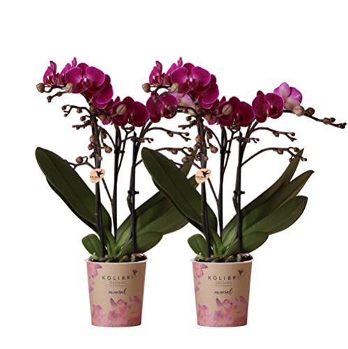 Kolibri Orchids | COMBI DEAL von 2 lila Phalaenopsis Orchideen - Morelia - Topfgröße Ø9cm | blühende Zimmerpflanze - frisch vom Züchter von KOLIBRI