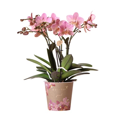 Kolibri Orchids | Altrosa Phalaenopsis Orchidee - Jewel Treviso - Topfgröße Ø12cm | blühende Zimmerpflanze - frisch vom Züchter von KOLIBRI