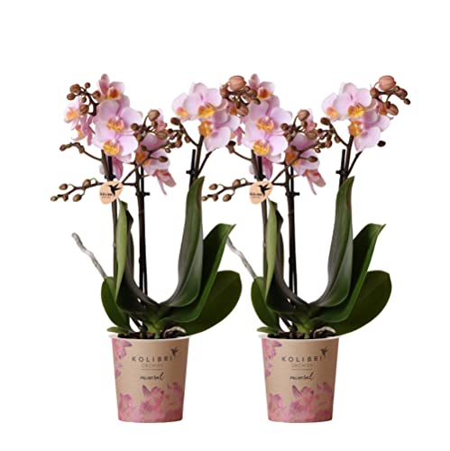 Kolibri Orchids | COMBI DEAL von 2 Rosa Phalaenopsis Orchideen - Andorra - Topfgröße Ø9cm | blühende Zimmerpflanze - frisch vom Züchter von KOLIBRI