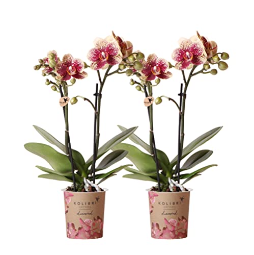 Kolibri Orchids | COMBI DEAL von 2 gelben roten Phalaenopsis-Orchideen - Spanien - Topfgröße Ø9cm | blühende Zimmerpflanze - frisch vom Züchter von KOLIBRI