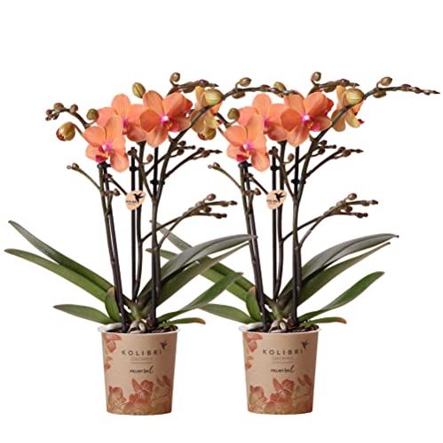 Kolibri Orchids | COMBI DEAL von 2 orange Phalaenopsis Orchideen - Bozen - Topfgröße Ø9cm blühende Zimmerpflanze - frisch vom Züchter von KOLIBRI