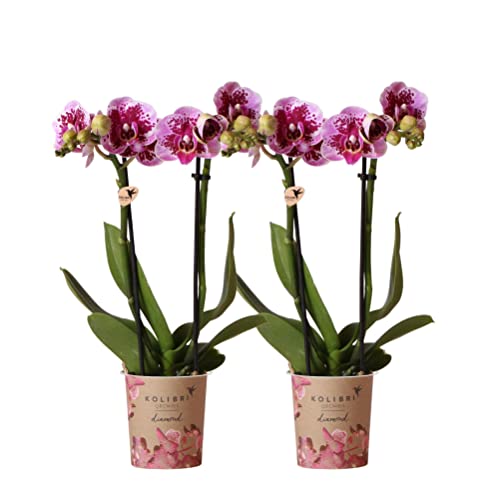 Kolibri Orchids | COMBI DEAL von 2 rosa lila Phalaenopsis Orchideen - El Salvador - Topfgröße Ø9cm | blühende Zimmerpflanze - frisch vom Züchter von KOLIBRI