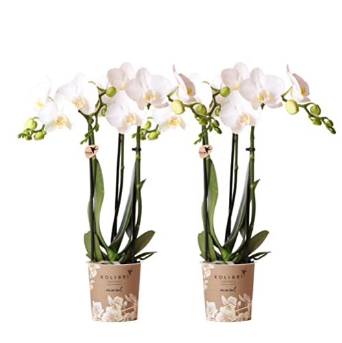 Kolibri Orchids | COMBI DEAL von 2 weißen Phalaenopsis Orchideen - Amabilis - Topfgröße Ø9cm | blühende Zimmerpflanze - frisch vom Züchter von KOLIBRI