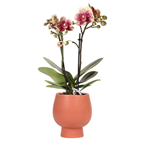 Kolibri Orchids | Gelbe rote Phalaenopsis-Orchidee - Spanien + Scandic Ziertopf Terrakotta - Topfgröße Ø9cm - 45cm hoch | blühende Zimmerpflanze - frisch vom Züchter von kolibri