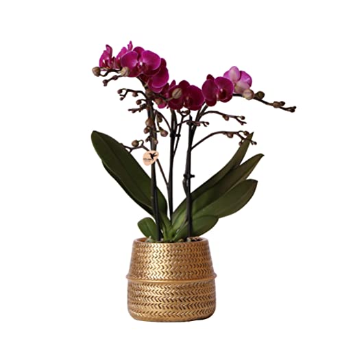 Kolibri Orchids | Lila Phalaenopsis Orchidee - Morelia + Groove Ziertopf gold - Topfgröße Ø9cm - 35cm hoch | blühende Zimmerpflanze - frisch vom Züchter von KOLIBRI
