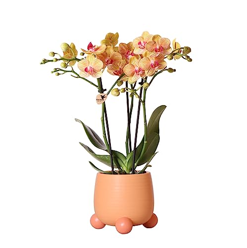 Kolibri Orchids | Orange Phalaenopsis orchid - Jamaica + Rolling dekorativer Topf Pfirsich - Topfgröße Ø9cm - 35cm hoch | blühende Zimmerpflanze im Blumentopf - frisch vom Züchter von KOLIBRI